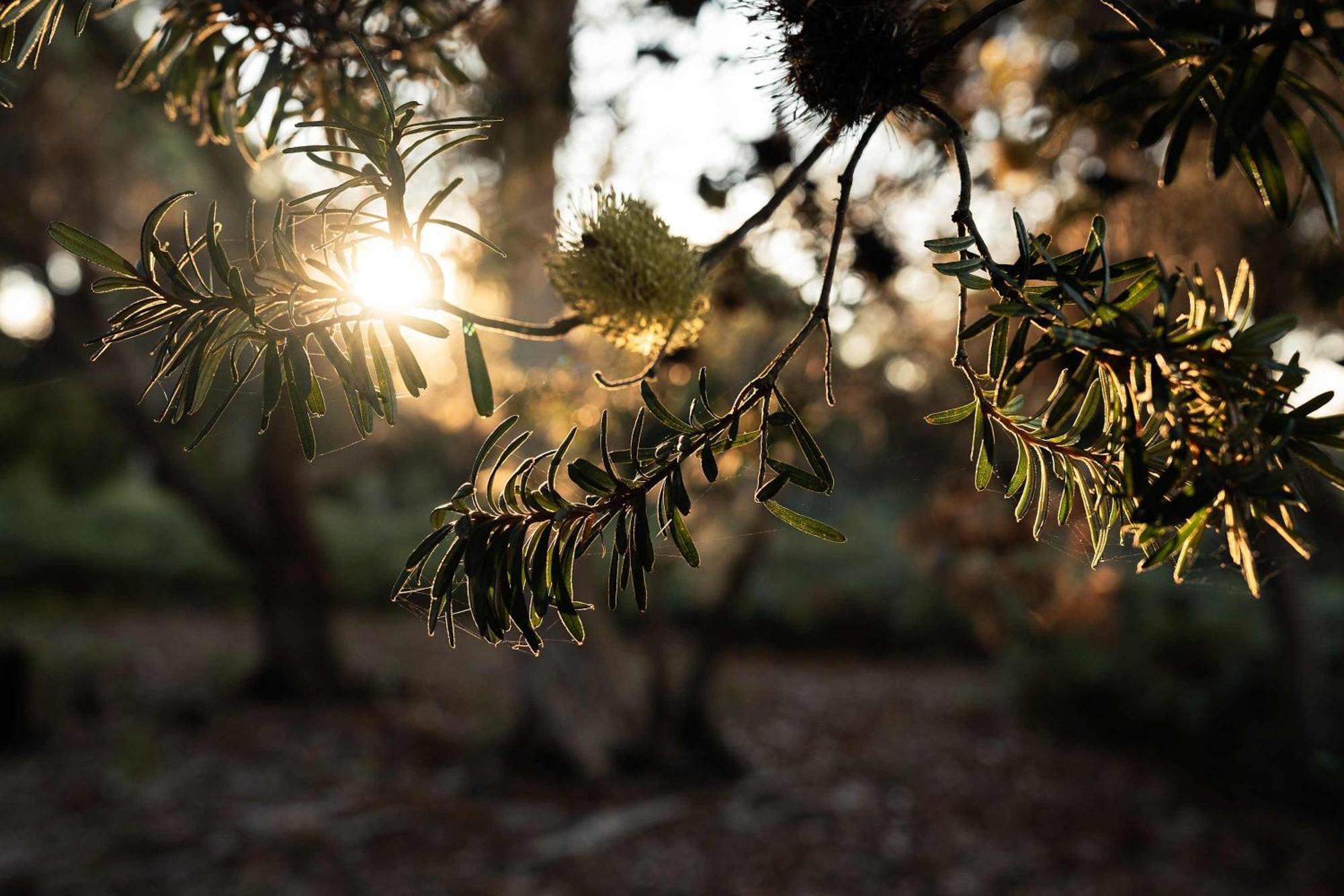 Hotel Numie - Freycinet Peninsula - Glamping - Heated - Waterfront Coles Bay Exterior foto